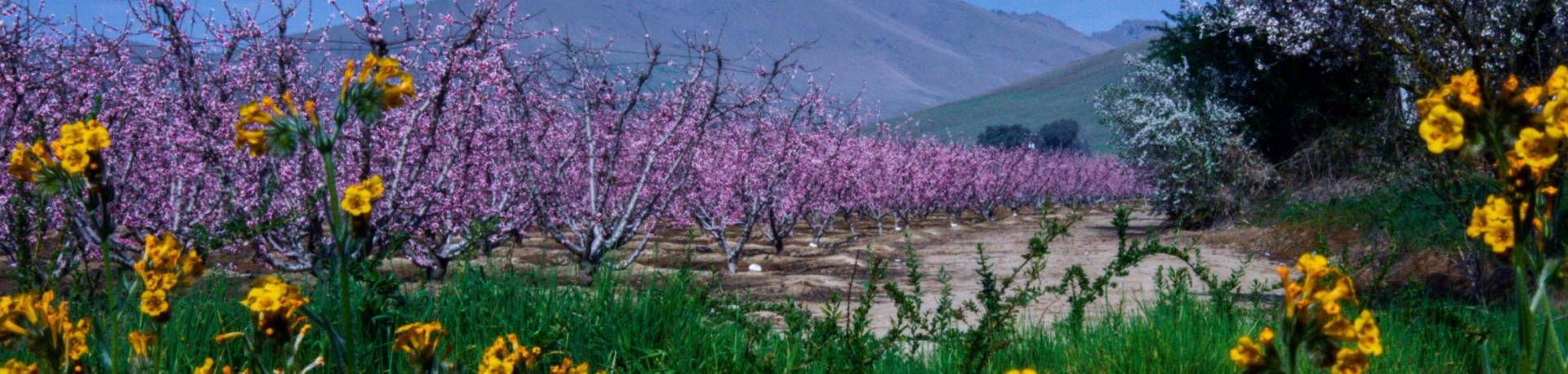 Almond Flower field with mountains in the back